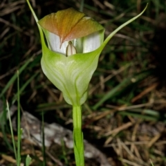 Pterostylis baptistii at Comberton, NSW - 27 Aug 2013