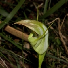 Pterostylis baptistii (King Greenhood) at Callala Bay, NSW - 10 Sep 2011 by AlanS