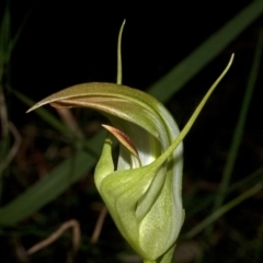 Pterostylis baptistii at Callala Bay, NSW - suppressed