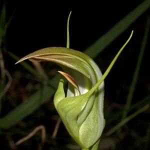 Pterostylis baptistii at Callala Bay, NSW - suppressed