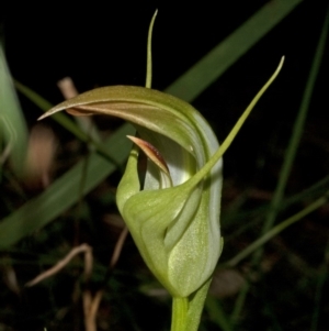 Pterostylis baptistii at Callala Bay, NSW - suppressed