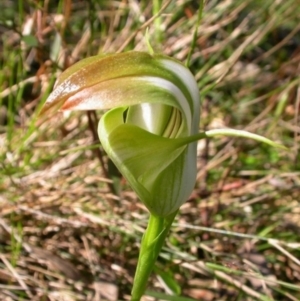 Pterostylis baptistii at Comberton, NSW - suppressed