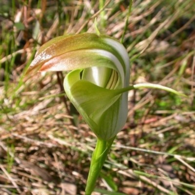 Pterostylis baptistii (King Greenhood) at Comberton, NSW - 21 Sep 2004 by AlanS