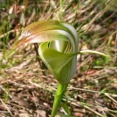 Pterostylis baptistii (King Greenhood) at Comberton, NSW - 20 Sep 2004 by AlanS