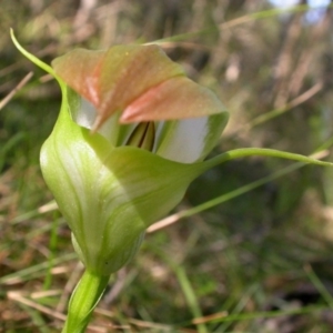 Pterostylis baptistii at Comberton, NSW - suppressed