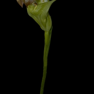 Pterostylis baptistii (King Greenhood) at Saint Georges Basin, NSW - 24 Jul 2009 by AlanS