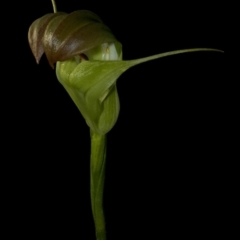 Pterostylis baptistii at Saint Georges Basin, NSW - suppressed