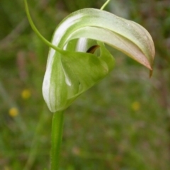 Pterostylis baptistii (King Greenhood) at Sussex Inlet, NSW - 29 Sep 2004 by AlanS