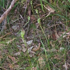 Pterostylis baptistii (King Greenhood) at Jervis Bay National Park - 30 Aug 2013 by AlanS