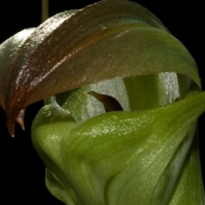 Pterostylis baptistii at Erowal Bay, NSW - suppressed