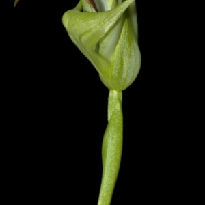 Pterostylis baptistii at Erowal Bay, NSW - suppressed