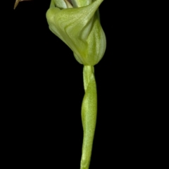 Pterostylis baptistii at Erowal Bay, NSW - suppressed