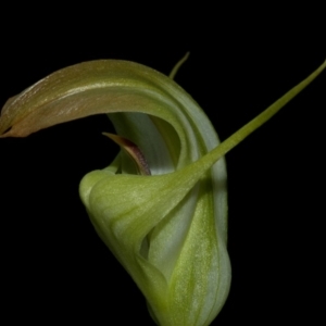 Pterostylis baptistii at Erowal Bay, NSW - suppressed