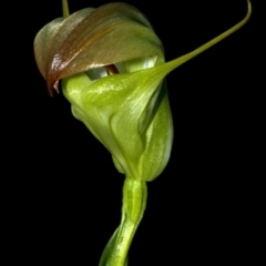 Pterostylis baptistii at Erowal Bay, NSW - suppressed