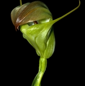 Pterostylis baptistii at Erowal Bay, NSW - suppressed