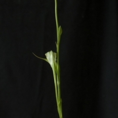 Pterostylis baptistii (King Greenhood) at Jervis Bay National Park - 12 Jul 2009 by AlanS