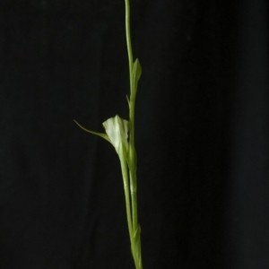 Pterostylis baptistii at Erowal Bay, NSW - suppressed