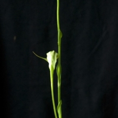 Pterostylis baptistii at Erowal Bay, NSW - 13 Jul 2009