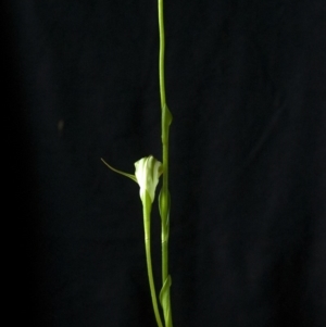 Pterostylis baptistii at Erowal Bay, NSW - suppressed