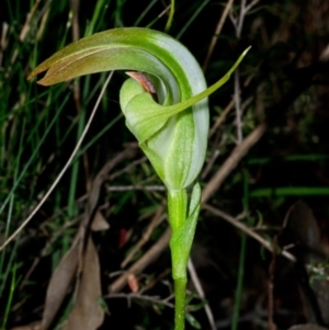 Pterostylis baptistii at Sanctuary Point, NSW - 9 Nov 2015