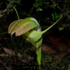 Pterostylis baptistii at Sanctuary Point, NSW - 9 Nov 2015