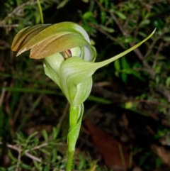 Pterostylis baptistii at Sanctuary Point, NSW - 9 Nov 2015