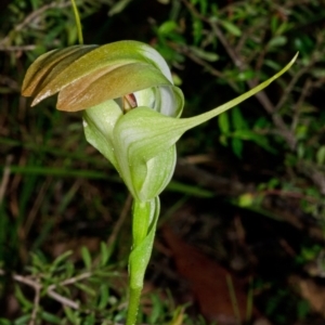 Pterostylis baptistii at Sanctuary Point, NSW - suppressed