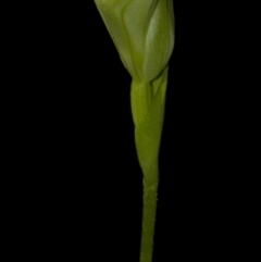 Pterostylis baptistii (King Greenhood) at Callala Bay, NSW - 24 Jul 2009 by AlanS