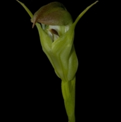 Pterostylis baptistii at Callala Bay, NSW - 25 Jul 2009