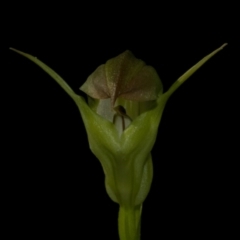 Pterostylis baptistii at Callala Bay, NSW - 25 Jul 2009