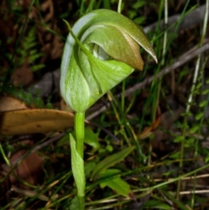 Pterostylis baptistii at Sanctuary Point, NSW - suppressed