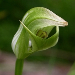 Pterostylis curta (Blunt Greenhood) at Falls Creek, NSW - 23 Aug 2003 by AlanS