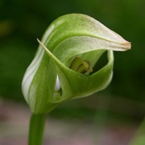 Pterostylis curta at Falls Creek, NSW - 23 Aug 2003