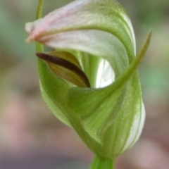 Pterostylis curta at Falls Creek, NSW - 23 Aug 2003