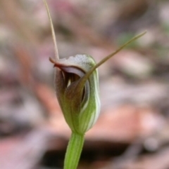 Pterostylis erecta (Erect Maroonhood) at Falls Creek, NSW - 22 Aug 2003 by AlanS