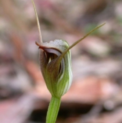 Pterostylis erecta (Erect Maroonhood) at Falls Creek, NSW - 23 Aug 2003 by AlanS