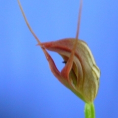 Pterostylis erecta (Erect Maroonhood) at Basin View, NSW - 28 Sep 2004 by AlanS