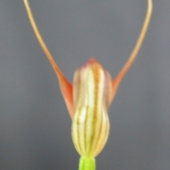 Pterostylis erecta at Basin View, NSW - suppressed