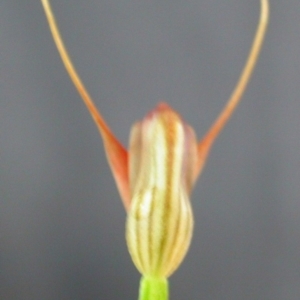 Pterostylis erecta at Basin View, NSW - 29 Sep 2004