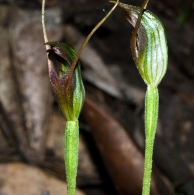Pterostylis erecta (Erect Maroonhood) at Barrengarry, NSW - 3 Sep 2013 by AlanS