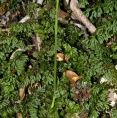 Pterostylis erecta (Erect Maroonhood) at Budgong, NSW - 5 Sep 2010 by AlanS