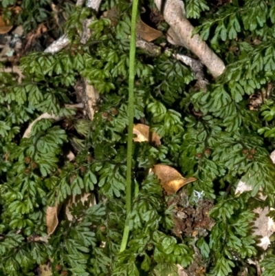 Pterostylis erecta (Erect Maroonhood) at Bugong National Park - 5 Sep 2010 by AlanS