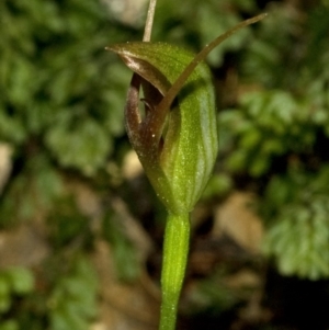 Pterostylis erecta at Budgong, NSW - suppressed