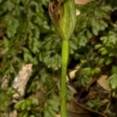 Pterostylis erecta at Budgong, NSW - suppressed