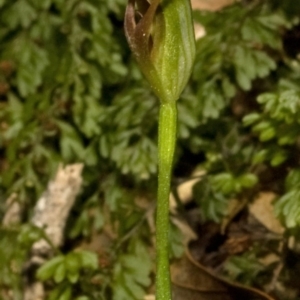 Pterostylis erecta at Budgong, NSW - suppressed