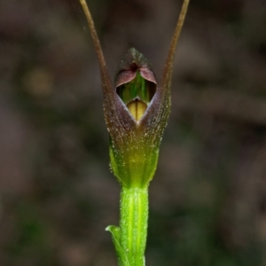 Pterostylis erecta at Myola, NSW - suppressed