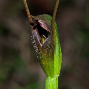 Pterostylis erecta at Myola, NSW - suppressed