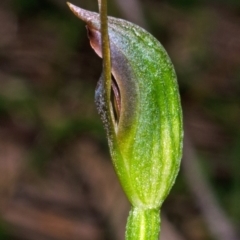 Pterostylis erecta at Myola, NSW - suppressed