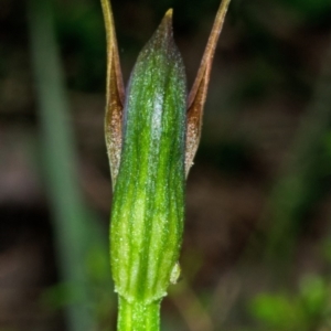 Pterostylis erecta at Myola, NSW - suppressed