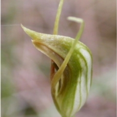 Pterostylis erecta (Erect Maroonhood) at Basin View, NSW - 29 Sep 2004 by AlanS